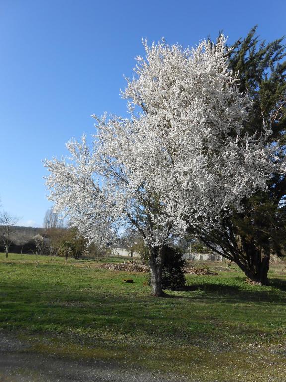 Clos du Bois Brard B&B Saumur Extérieur photo